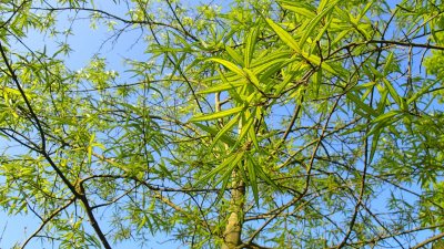 Quercus phellos - dub čárkolistý